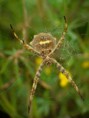 /album/arachnida/argentavis-pallidum-1-jpg/